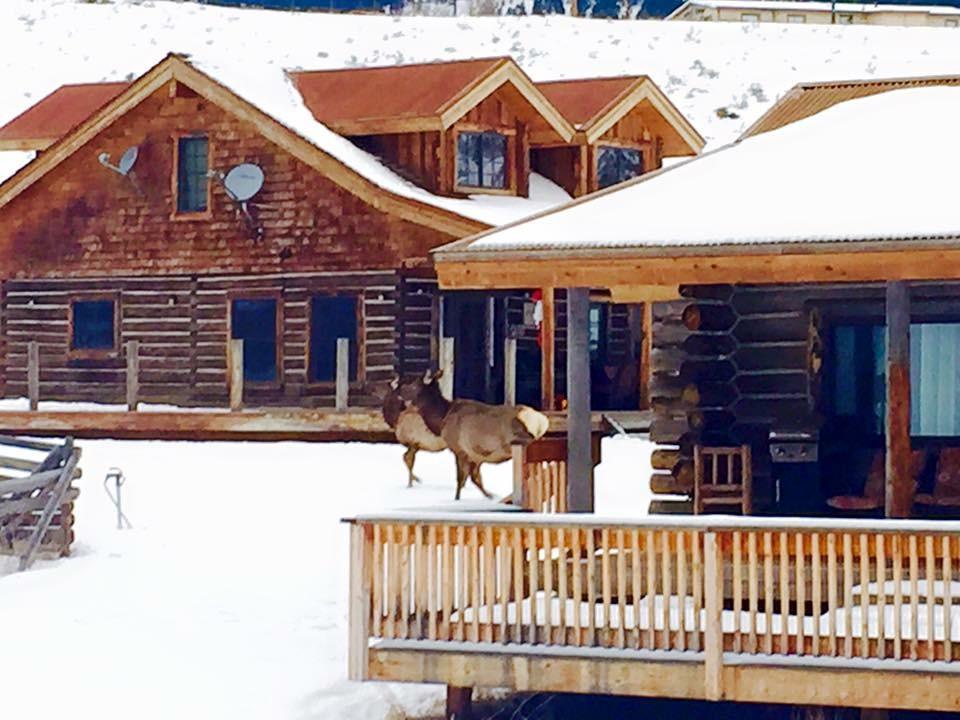 Creek Cabin Gardiner Exterior foto
